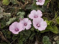 Lavatera trimestris 3, Saxifraga-Jan van der Straaten