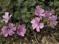 Lavatera trimestris 4, Saxifraga-Willem van Kruijsbergen