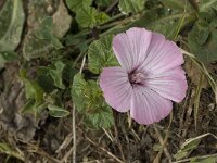 Lavatera trimestris 6, Saxifraga-Jan van der Straaten