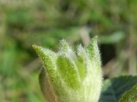 Lavatera trimestris 8, Saxifraga-Rutger Barendse