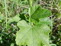 Lavatera trimestris 9, Saxifraga-Rutger Barendse
