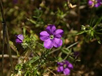 Legousia speculum-veneris 11, Groot spiegelklokje, Saxifraga-Dirk Hilbers