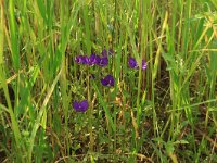 Legousia speculum-veneris 25, Groot spiegelklokje, Saxifraga-Hans Boll