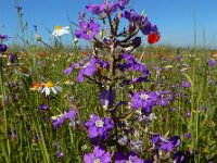 Legousia speculum-veneris 30, Groot spiegelklokje, Saxifraga-Ed Stikvoort