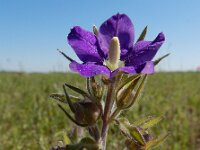 Legousia speculum-veneris 31, Groot spiegelklokje, Saxifraga-Ed Stikvoort