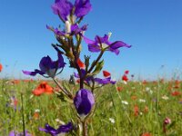 Legousia speculum-veneris 32, Groot spiegelklokje, Saxifraga-Ed Stikvoort