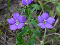 Legousia speculum-veneris 33, Groot spiegelklokje, Saxifraga-Ed Stikvoort