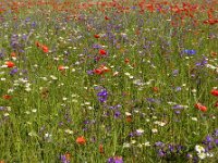 Legousia speculum-veneris 34, Groot spiegelklokje, Saxifraga-Ed Stikvoort