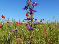 Legousia speculum-veneris 35, Groot spiegelklokje, Saxifraga-Ed Stikvoort