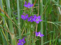 Legousia speculum-veneris 36, Groot spiegelklokje, Saxifraga-Ed Stikvoort