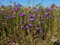 Legousia speculum-veneris 37, Groot spiegelklokje, Saxifraga-Ed Stikvoort