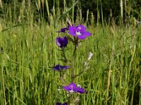 Legousia speculum-veneris 38, Groot spiegelklokje, Saxifraga-Ed Stikvoort
