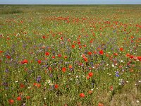 Legousia speculum-veneris 39, Groot spiegelklokje, Saxifraga-Ed Stikvoort