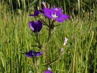 Legousia speculum-veneris 40, Groot spiegelklokje, Saxifraga-Ed Stikvoort