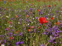 Legousia speculum-veneris 41, Groot spiegelklokje, Saxifraga-Ed Stikvoort