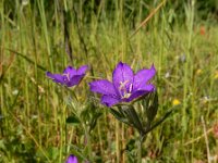 Legousia speculum-veneris 42, Groot spiegelklokje, Saxifraga-Ed Stikvoort
