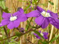 Legousia speculum-veneris 48, Groot spiegelklokje, Saxifraga-Hans Grotenhuis