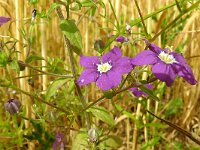 Legousia speculum-veneris 49, Groot spiegelklokje, Saxifraga-Hans Grotenhuis