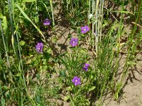 Legousia speculum-veneris 51, Groot spiegelklokje, Saxifraga-Hans Grotenhuis