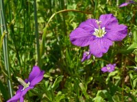 Legousia speculum-veneris 52, Groot spiegelklokje, Saxifraga-Hans Grotenhuis