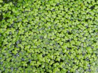 Lemna minor 4, Klein kroos, Saxifraga-Rutger Barendse