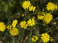 Autumn hawkbit  Leontodon autumnalis : Autumn hawkbit, flora, floral, hawkbit, Leontodon autumnalis, plant, flowernature, natural, vascular, yellow, flowers, growth, summer, summertime