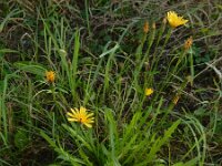 Leontodon autumnalis 12, Vertakte leeuwentand, Saxifraga-Ed Stikvoort