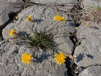 Leontodon autumnalis 14, Vertakte leeuwentand, Saxifraga-Ed Stikvoort