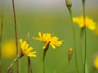 Leontodon autumnalis 2, Vertakte leeuwentand, Saxifraga-Rudmer Zwerver