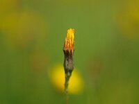 Leontodon autumnalis 3, Vertakte leeuwentand, Saxifraga-Rudmer Zwerver