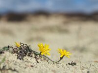 Leontodon autumnalis 7, Vertakte leeuwentand, Saxifraga-Hans Dekker