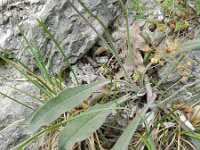 Leontodon incanus 2, Saxifraga-Rutger Barendse