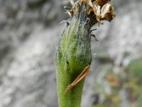 Leontodon incanus 3, Saxifraga-Rutger Barendse