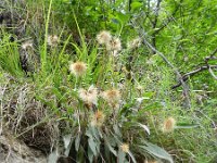 Leontodon incanus 4, Saxifraga-Rutger Barendse