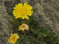 Leontodon montanus ssp montanus 2, Saxifraga-Willem van Kruijsbergen