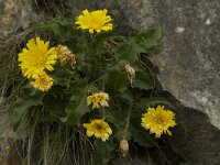 Leontodon montanus ssp montanus 3, Saxifraga-Willem van Kruijsbergen