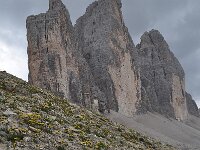 Leontodon montanus ssp montanus 6, habitat, Saxifraga-Harry Jans