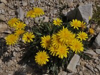 Leontodon montanus ssp montanus 8, Saxifraga-Harry Jans