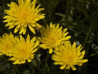 Leontodon pyrenaicus 2, Saxifraga-Marijke Verhagen