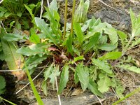 Leontodon pyrenaicus 8, Saxifraga-Rutger Barendse