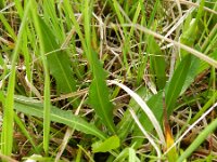 Leontodon pyrenaicus ssp helvetica 3, Saxifraga-Rutger Barendse