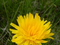 Leontodon pyrenaicus ssp helvetica 4, Saxifraga-Rutger Barendse