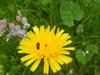 Leontodon pyrenaicus ssp helvetica 6, Saxifraga-Rutger Barendse
