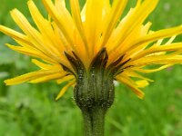 Leontodon pyrenaicus ssp helvetica 7, Saxifraga-Rutger Barendse
