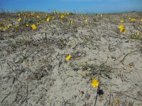 Leontodon saxatilis 13, Kleine leeuwentand, Saxifraga-Ed Stikvoort
