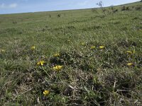 Leontodon saxatilis 33, Kleine leeuwentand, Saxifraga-Willem van Kruijsbergen