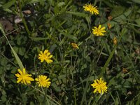 Leontodon saxatilis 49, Kleine leeuwentand, Saxifraga-Jan van der Straaten