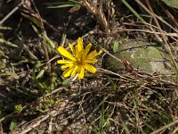 Leontodon saxatilis 50, Kleine leeuwentand, Saxifraga-Jan van der Straaten