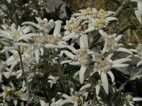 Leontopodium alpinum 10, Edelweiss, Saxifraga-Willem van Kruijsbergen