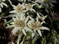 Leontopodium alpinum 11, Edelweiss, Saxifraga-Willem van Kruijsbergen